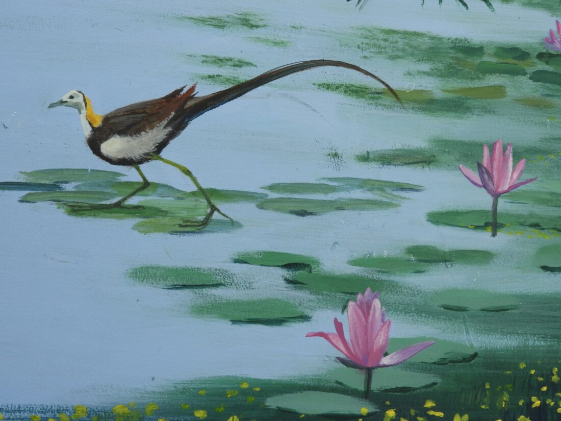 Pheasant-tailed jacana on the lilies