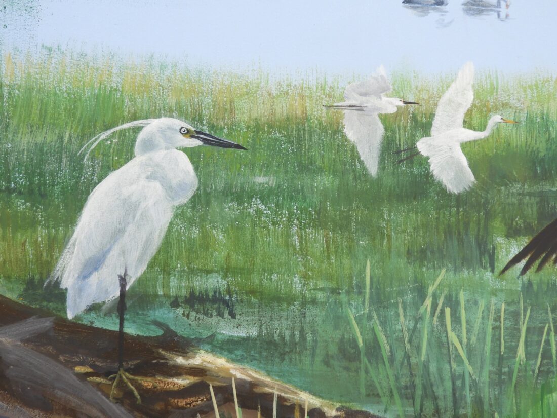 Little egret, and three in flight