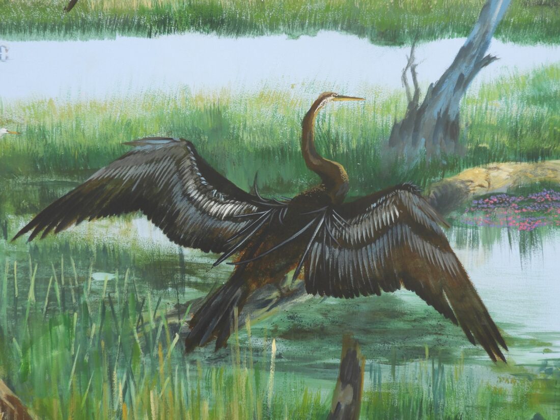 Darter drying its wings