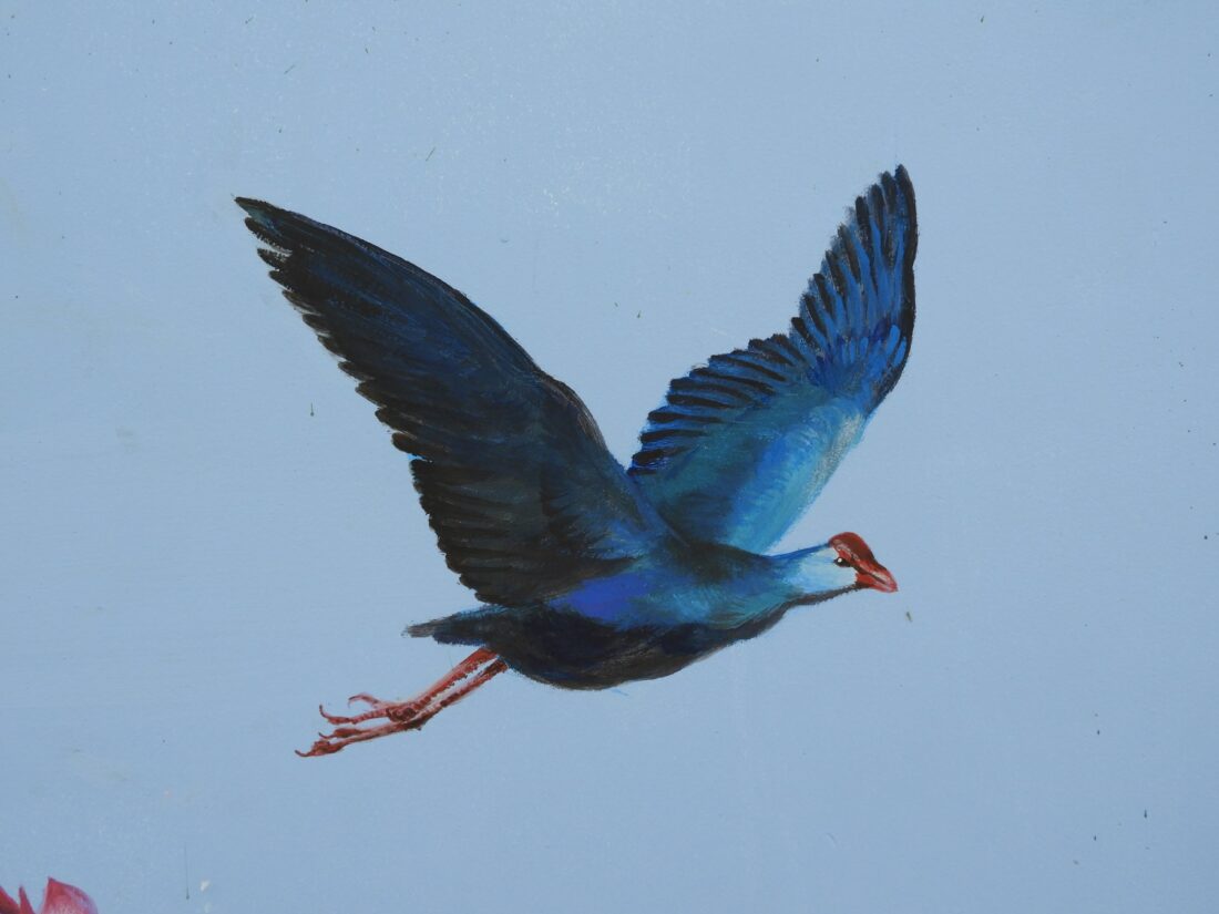 Purple swamphen in flight