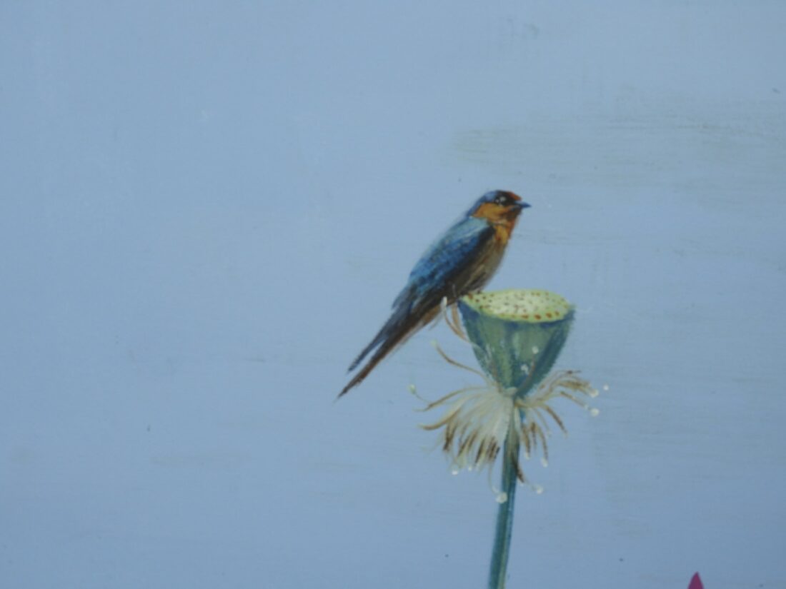 Barn swallow on a lotus pod