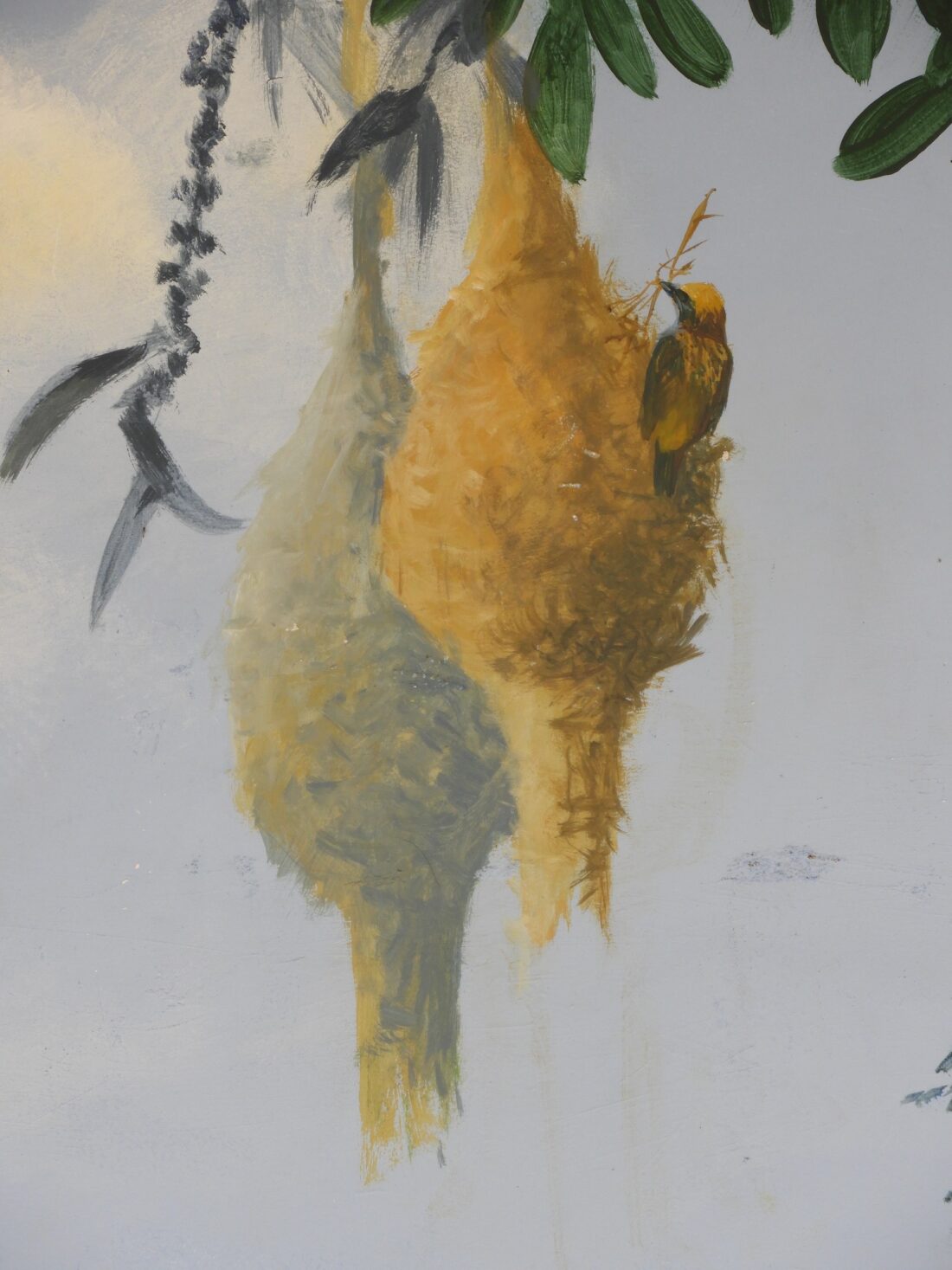 Baya weaver at the nest